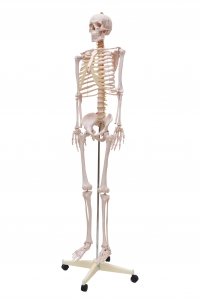 Esqueleto Humano Padrão de 1,70 cm C/...