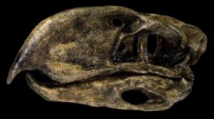 Crânio da Ave Terror (Phorusrhacidae)